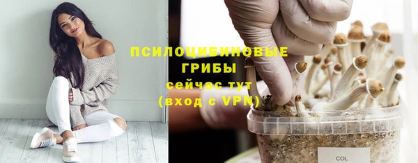 стаф Ельня