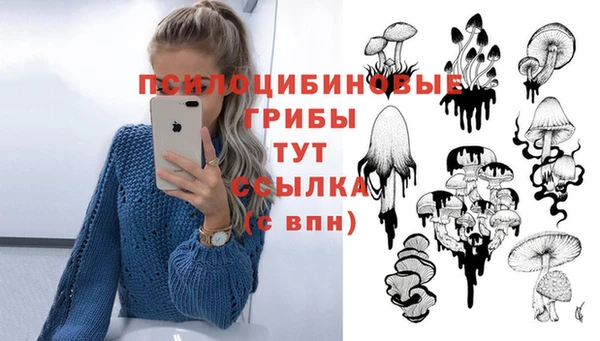 стаф Ельня